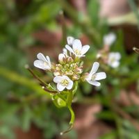 タネツケバナ,GSのみなさんに感謝♡,平和を願う,GS句会,２０２５年同期の画像