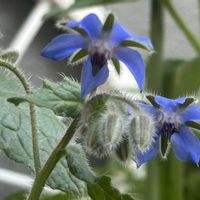 ボリジ,ボリジ（青色）,青い花,ブルーの花,春のお花の画像