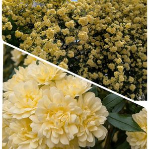 フェンスの画像