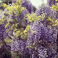 フジ,ふじ,お花,玄関アプローチ,庭の画像