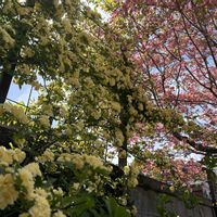 ハナミズキ,モッコウバラ,黄もっこうばら,花のある暮らし,ジャングル化計画の画像