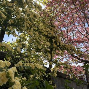 ハナミズキ,モッコウバラ,黄もっこうばら,花のある暮らし,ジャングル化計画の画像