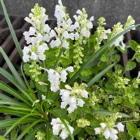 ナズナ,黒松,クロマツ,蓮華草,蓮華草の画像