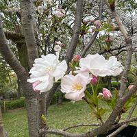 サクラ,お出かけの画像