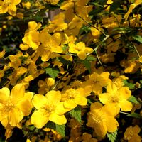 花のある暮らし,花いろいろ,おうち園芸,庭の画像