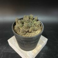 サボテン,多肉植物,観葉植物,塊根植物,コーデックスの画像