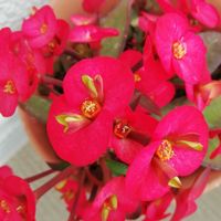 ハナキリン,花のある暮らし,いただきもの,ベランダ育ち,挿し木からの画像