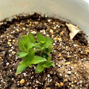 桔梗の芽,桔梗(ききよう),植え替え,チャットgptさん,新しい鉢にお引越しの画像