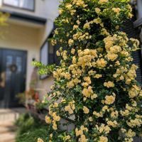 オダマキ,マーガレット,モッコウバラ,オリヅルラン,ピンクスズランの画像