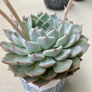 パイレーツ,多肉植物,エケベリア属,マンション,ベランダの画像