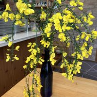 アルストロメリア,エニシダ,スターチス,トルコキキョウ,ムスカリの画像