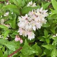 PW ヒメウツギ　ユキチェリーブロッサム,お花,花木,低木,おうち園芸の画像