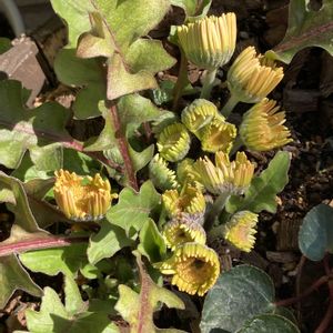 花のある暮らし,マンション専用庭,庭の画像