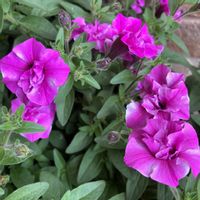 PWスーパーチュニア　 ロリポップ,お花,おうち園芸,庭の画像