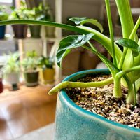 フィロデンドロン・セローム,セローム,フィロデンドロン,観葉植物,インテリアグリーンの画像