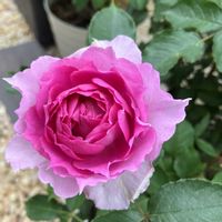 バラ シェエラザード,お花,ばら バラ 薔薇,おうち園芸,庭の画像