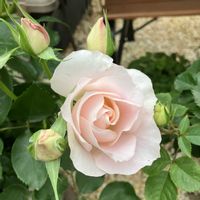 バラ　サザンホープ,お花,ばら バラ 薔薇,おうち園芸,庭の画像