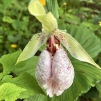 クマガイソウ,クマガイソウ（熊谷草）,山野草,花のある暮らし,感動！の画像