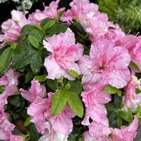 アザレア,ドドナエア,玄関アプローチの画像