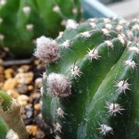 　エキノプシス属,アンキストロフォラ,多肉植物,観葉植物,サボテン☆の画像