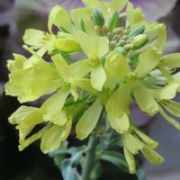 ハボタンの画像