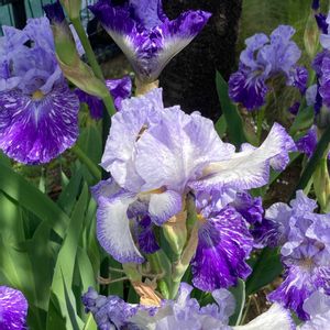 かわいい,散歩,切り花,花壇,花束の画像