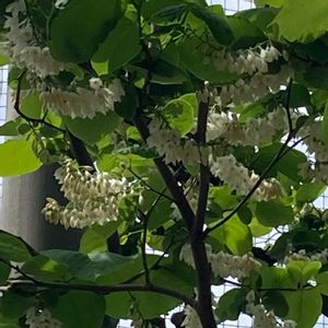 かわいい,散歩,花壇,花束,花のある暮らしの画像