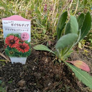 雑草,日記,こぼれ種,自己流,無農薬の画像