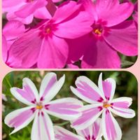 シバザクラ,シラン,芝桜,紫蘭,ミョウガの画像