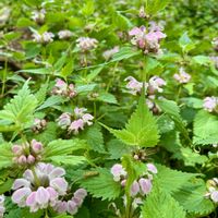 オドリコソウ,ラショウモンカズラ,ムサシアブミ,クサノオウ,チョウジソウの画像