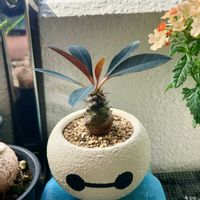 多肉植物,観葉植物,リメ缶,塊根植物,ベランダの画像