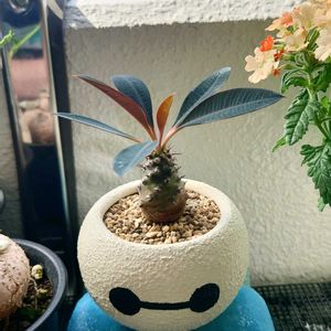 多肉植物,観葉植物,リメ缶,塊根植物,ベランダの画像