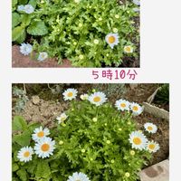 ノースポール,レモンバーム,八重咲き　アネモネ,ハーブを楽しむ,ほしつながりの画像