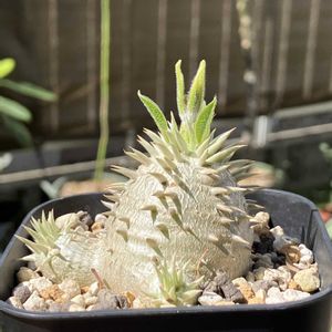 パキポディウム,恵比寿笑い,パキポディウム ブレビカウレ,パキポディウム・恵比寿笑い,多肉植物の画像