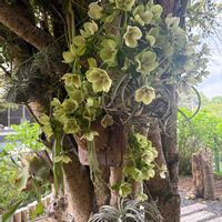 クリスマスローズ,ビカクシダ,チランジア　キセログラフィカ,庭の画像