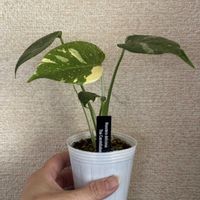 モンステラ,観葉植物,モンステラ タイコンステレーション,リビング・ダイニングの画像
