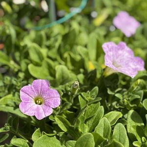 ペチュニア,サフィニア,サフィニアアート,ペチュニアさくらさくら,サフィニアアートあずきフラッペの画像