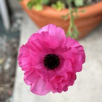 チオノドクサ,ラナンキュラス,出会いに感謝♡の画像