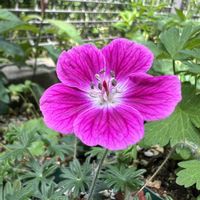 ゲラニウム,カーペットゲラニウム,ゲラニウムインカヌム,ゲラニウム ジョンソンズブルー,ゲラニウム サンギネウムの画像