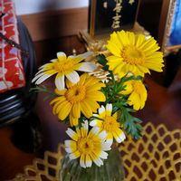 春菊,春菊のお花の画像