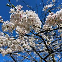 サクラ,19日はピンクの日!,日曜日は日本を感じる和の花の画像