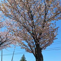 サクラの画像