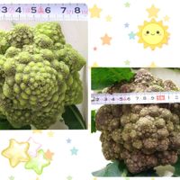 ロマネスコ,ロマネスコ ダ・ヴィンチ,ダヴィンチ,種から,レア品種の画像