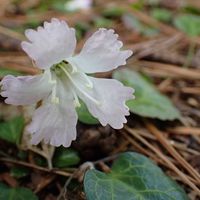 イワウチワ,山歩き,山梨県の画像
