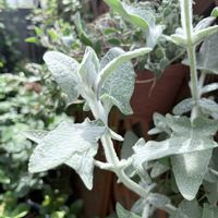 サルビア,サルビア カナリエンシス ランスロットの画像