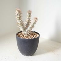 パキポディウム・ホロンベンセ,観葉植物,塊根植物,グリーンインテリア,成長記録の画像