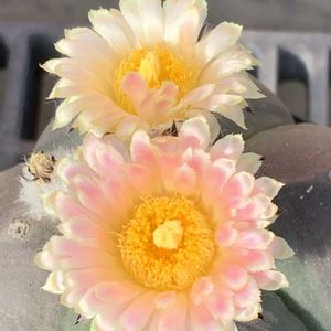 サボテン,開花,ピンクの花,アストロフィツム属,ビニールハウスの画像