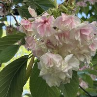 エビネ,エビネ,サクラ,鬱金桜,鬱金桜の画像