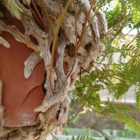 トキワシノブの画像