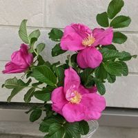 ハマナス,ご近所さんのお花,素敵な休日！の画像